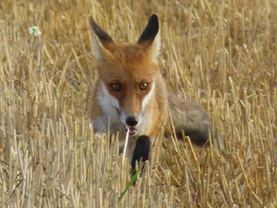 Akcja szczepienia lisów przeciwko wściekliźnie