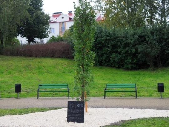  Dąb Jana Pawła II w parku na Czubach*