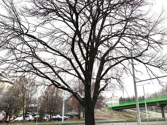 Dąb w Lublinie w finale konkursu Drzewo Roku 2021