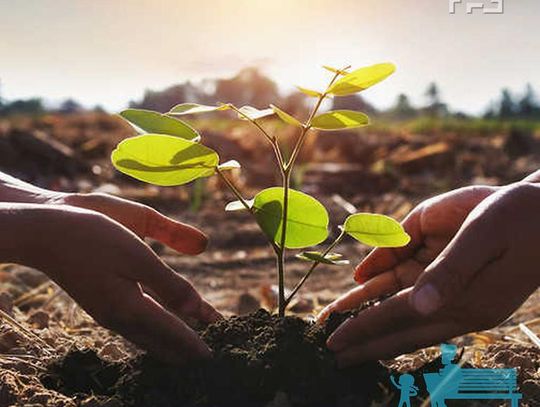 „Drzewa dla każdej dzielnicy” - trwa nabór wniosków