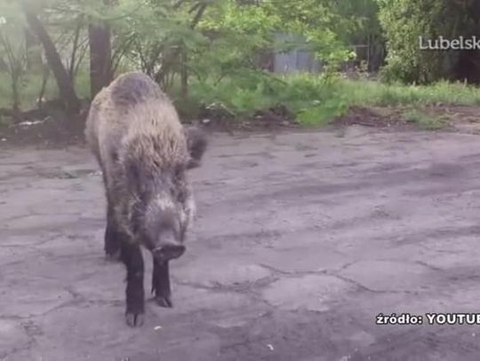 Dzikie zwierzęta niszczą uprawy. Z roku na rok więcej