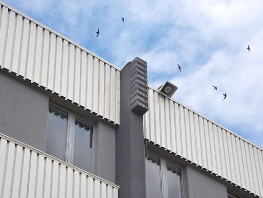 Ekopak pomaga jerzykom 