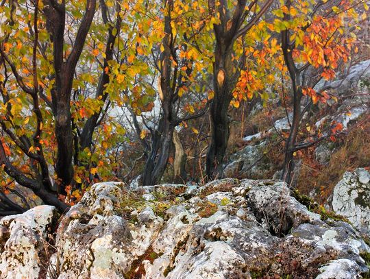 Ekspozycja „Drzewa, drzewa, drzewa ...” w Galerii Ratusz 