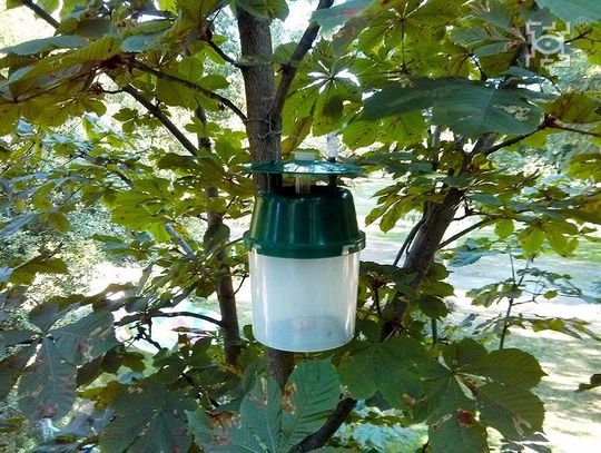 Feromonowe pułapki pomogą chronić lubelskie kasztanowce