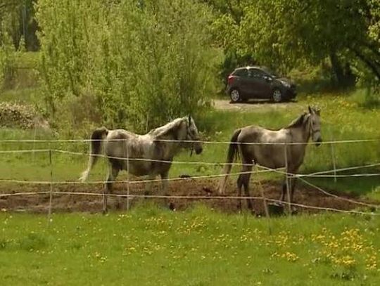 Hipodrom w Lublinie? Wraca temat konnych wyścigów nad Bystrzycą