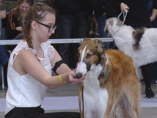 II Międzynarodowa Wystawa Psów Rasowych