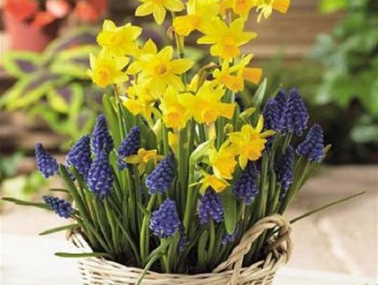 Jak przygotować się do sezonu sadzeniowego? Dobór i przygotowanie gleby dla kwiatów cebulkowych do ogrodu *