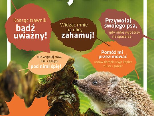 „Jeż przyjazny zwierz!” - konkurs z okazji Światowego Dnia Jeża