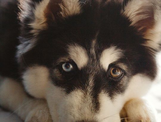 Kiedy na pewno konsultować uraz zwierzęcia u weterynarza?