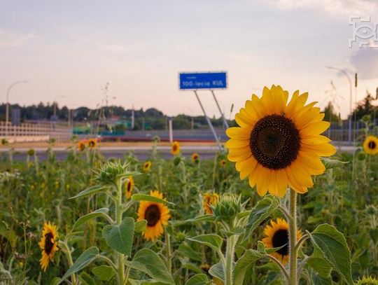 Łąki kwietne i słoneczniki znów zakwitną w Lublinie