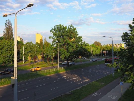 Lubelski dąb w konkursie na Drzewo Roku 2021