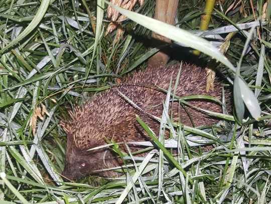 Miasto Lublin chroni jeże