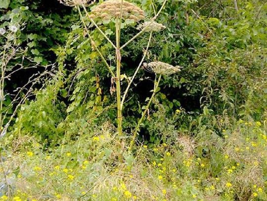Miasto usuwa ogniska barszczu Sosnowskiego