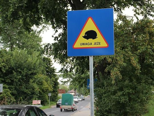 Na lubelskich ulicach pojawiły się tabliczki  „Uwaga jeże”