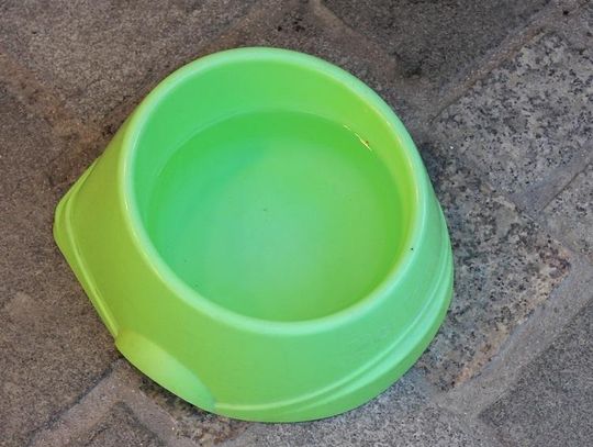 Na pomoc spragnionym czworonogom