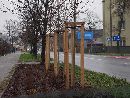 Nowości wśród jesiennych nasadzeń drzew i krzewów*