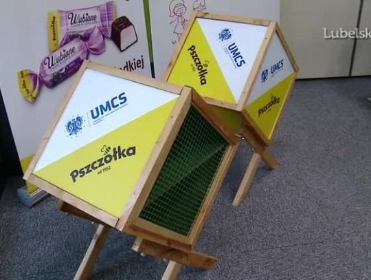 O pszczoły trzeba dbać. Wie o tym "Pszczółka" i UMCS