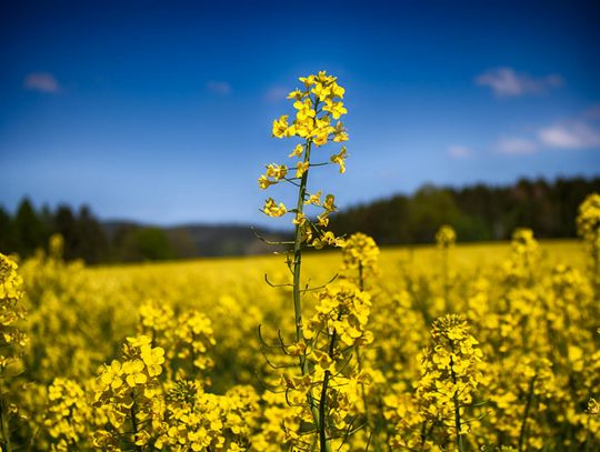 Odmiana i zaprawa mogą pomóc w walce z pchełkami