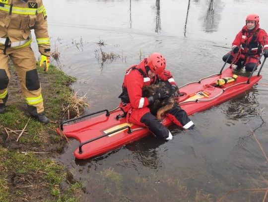 Pies uwięziony na lodzie