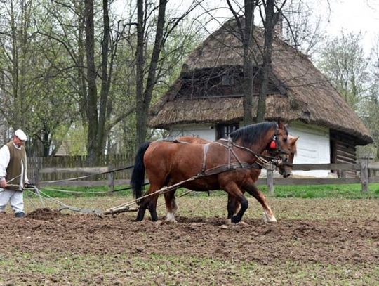 Pokaz wiosennych prac polowych w Muzeum Wsi Lubelskiej