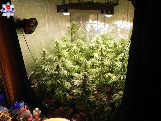 Policja informuje: Kolejna uprawa zlikwidowana