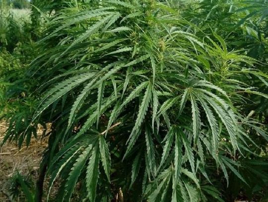 Policja informuje. Ryki: Tymczasowy areszt za uprawę konopi *