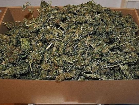Policja informuje. Zamość: Zarzuty za uprawę i posiadanie marihuany