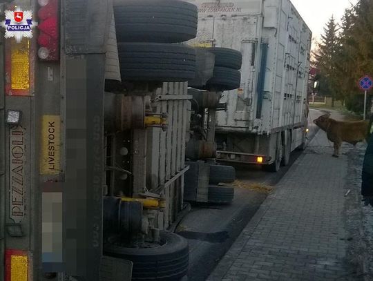 Policja ostrzega: Przyczepa ze zwierzętami przewróciła się na jezdni