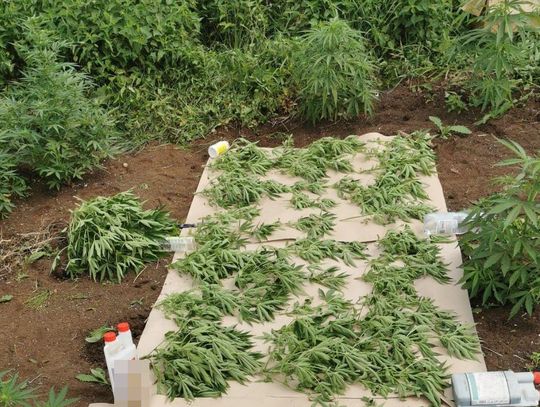 Policja wykryła nielegalną plantację marihuany na terenie gminy Ulhówek