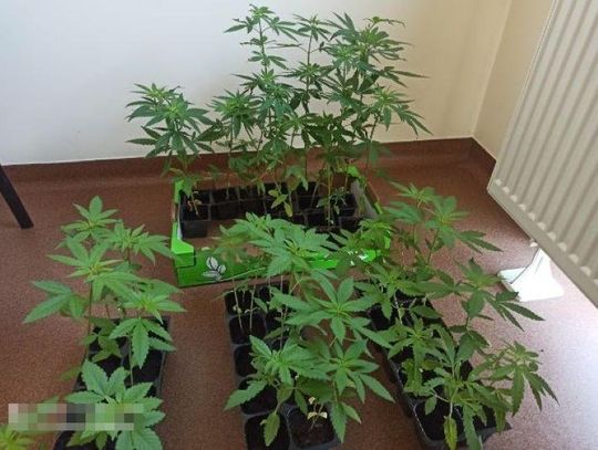 Policja zatrzymała 34-latka uprawiającego konopie w tunelu folinowym