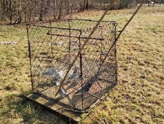 Polowali na jastrzębie. Odpowiedzą za kłusownictwo