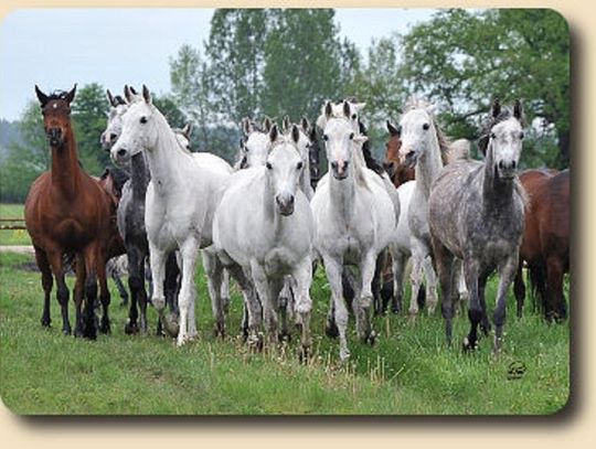 Powód interwencji posłów PO w stadninie w Janowie Podlaskim *