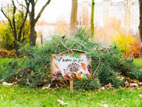 Przedszkolaki pomagają jeżom