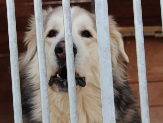 Psiatystyka Schroniska dla bezdomnych zwierząt w Lublinie (2015-2019)