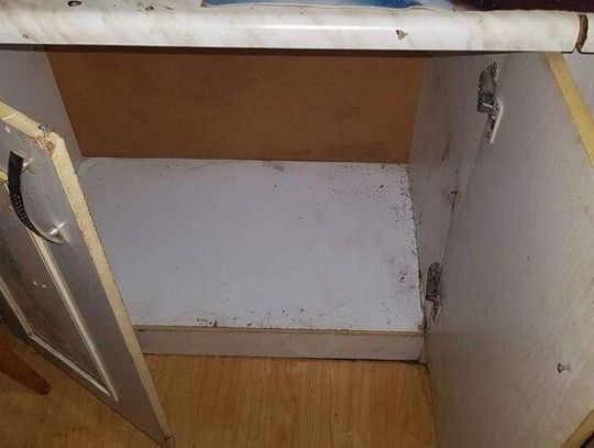 Psy zdradziły kryjówkę właściciela 