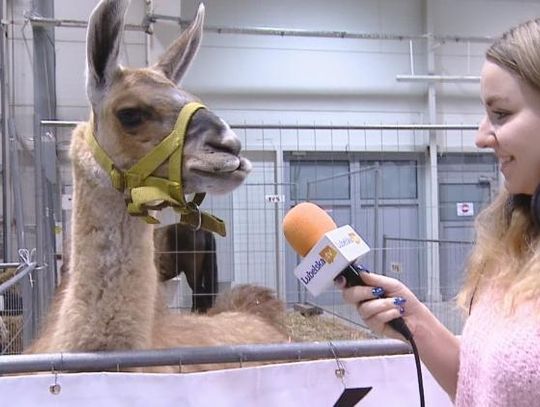 Rewia - Zwierzaki z zagrody