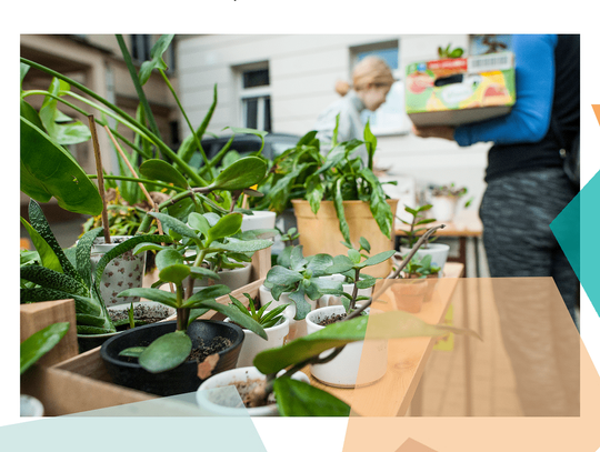 Rusza kolejna edycja cyklu „Zamojska kwitnie”