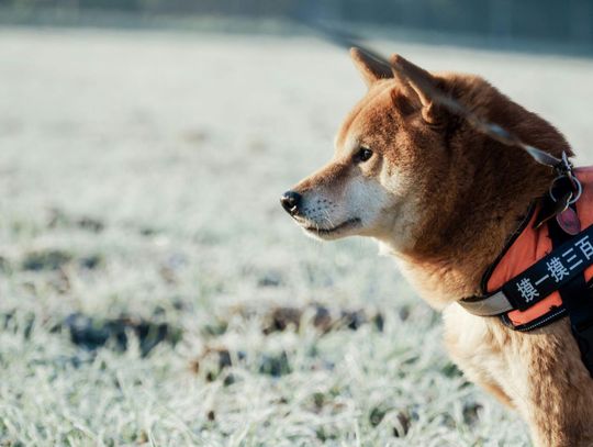 Szelki dla psów kontra obroża – co wybrać dla komfortu i bezpieczeństwa pupila?