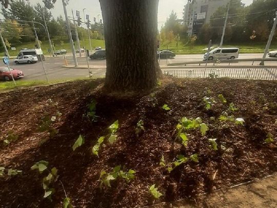 Ukwiecony pomnik przyrody przy ul. Jana Pawła II