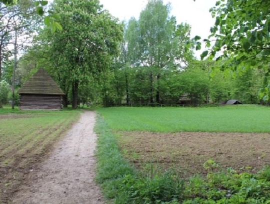 W Muzeum Wsi Lubelskiej będzie można zobaczyć pokaz siewu konopi