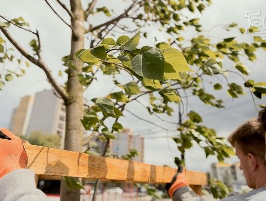 W sobotę sadzimy kolejne drzewa w dzielnicach