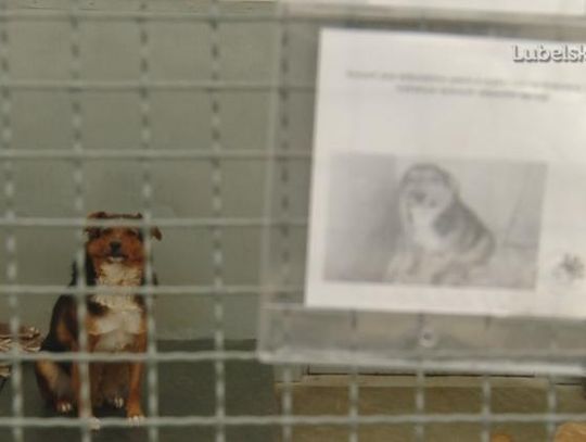 Walczymy o zwierzęta!