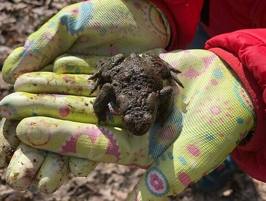 Wiosenna akcja ratowania migrujących płazów