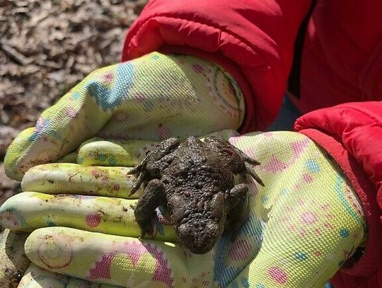 Wiosenna akcja ratowania migrujących żab