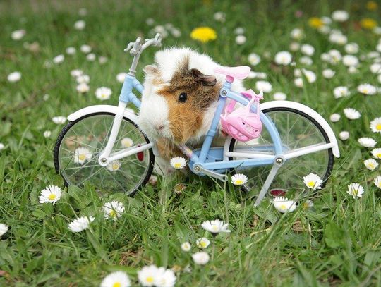 Zabawki ogrodowe - doskonały sposób na zabawę na świeżym powietrzu *