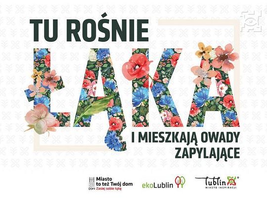 „Zasiej sobie łąkę” – kolejna akcja z myślą o naturze