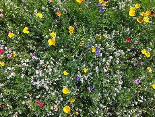 Zielono mi… czyli nowy projekt „Lublin nad łąką przysiadł” * 