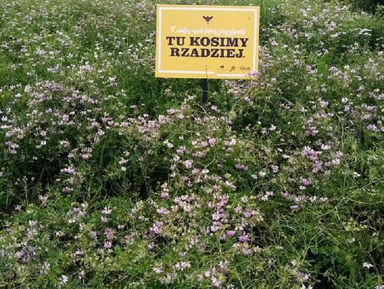 Zrównoważone zarządzanie miejskimi trawnikami i zieleńcami