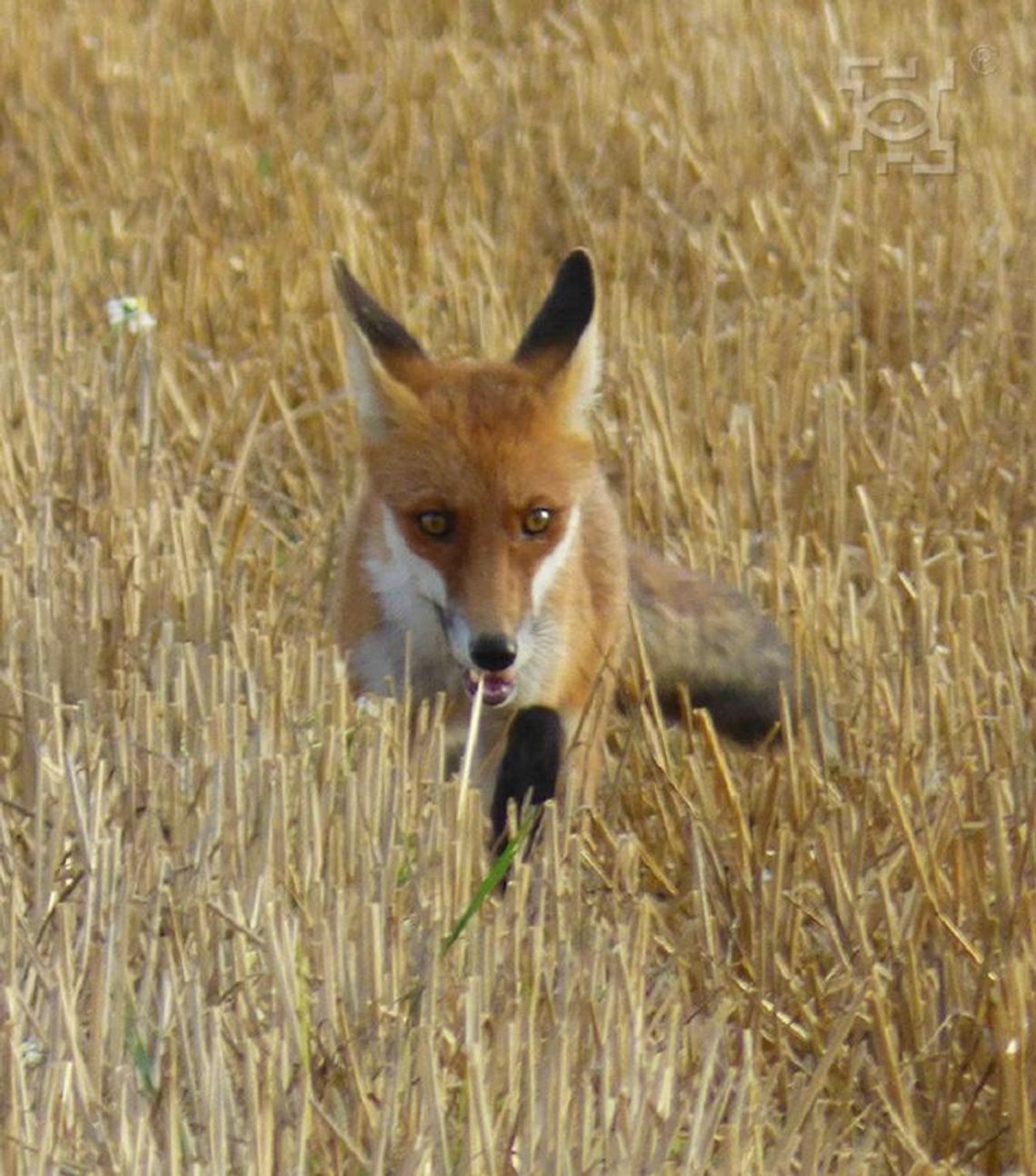 Akcja szczepienia lisów przeciwko wściekliźnie