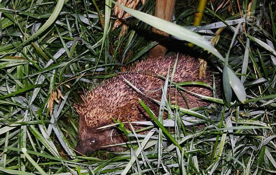 Budki dla jerzyków i domki dla jeży z miejskiego projektu*